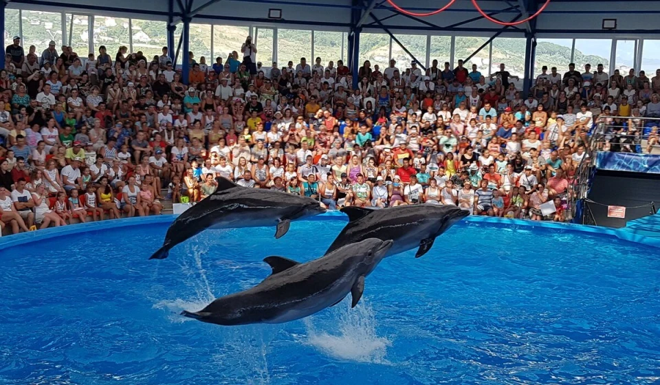 Adaland Dolphin Show