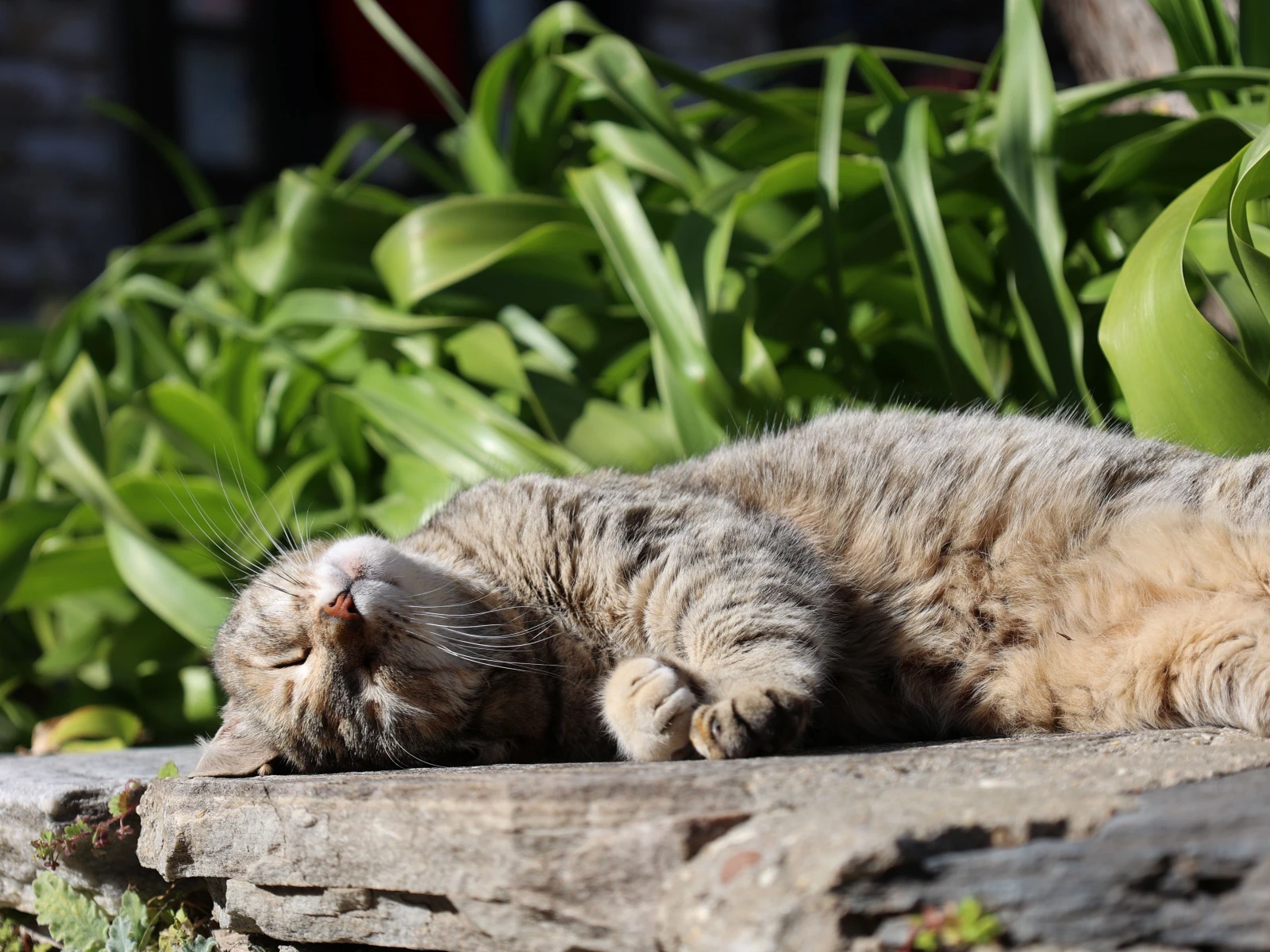 havuzlu villa tatilinde tembellik en doğal hakkınız