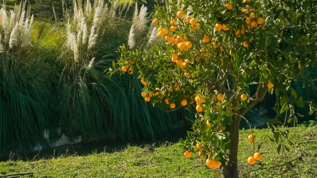 garden throat orange tree